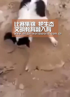 实时比分