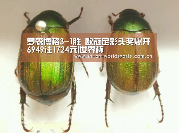 实时比分
